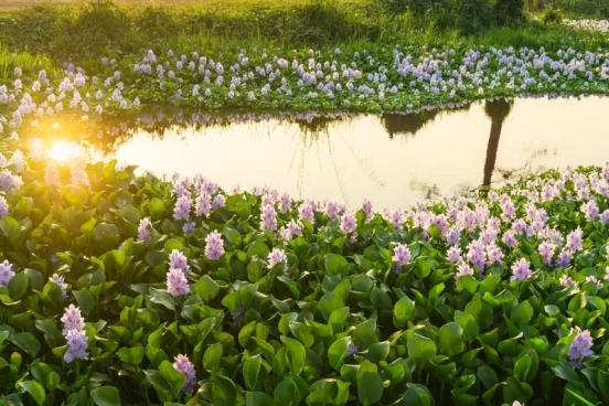 Champ de jacinthes d'eau près d'un étang au coucher du soleil