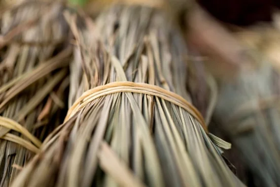 Brins de fibres d'herbe Sabai séchés et regroupés