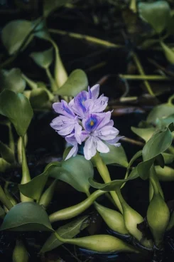 Gros plan d'une fleur de jacinthe d'eau violette