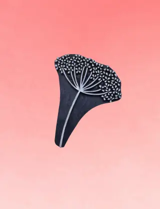 Produit Grande berce Image