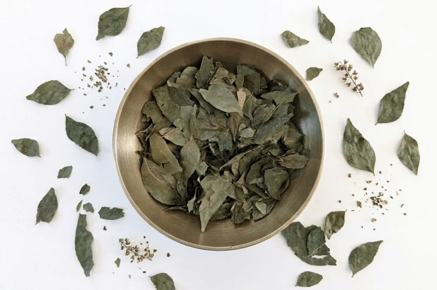 Feuilles de curry séchées de l'Uttarakhand