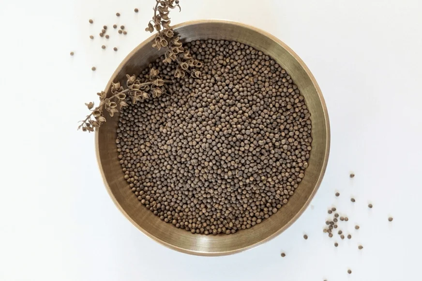 Graines de Pérille (Shiso)