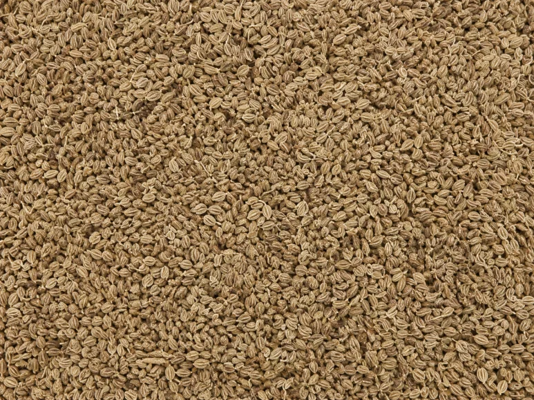 Graines d'ajwain du Rajasthan