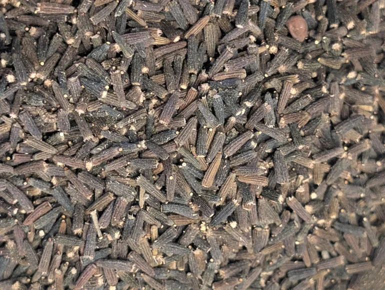 Cumin noir de l'Himalaya (kala jeera)