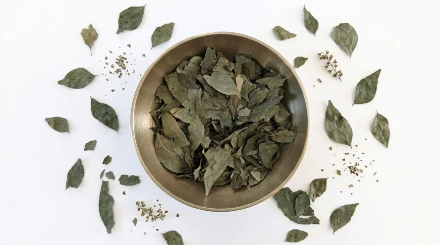 Feuilles de curry séchées de l'Uttarakhand