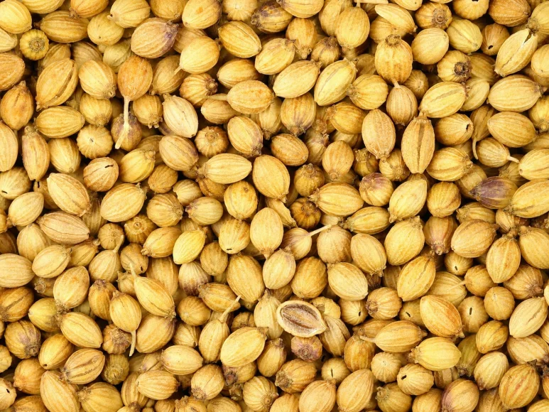Graines de coriandre