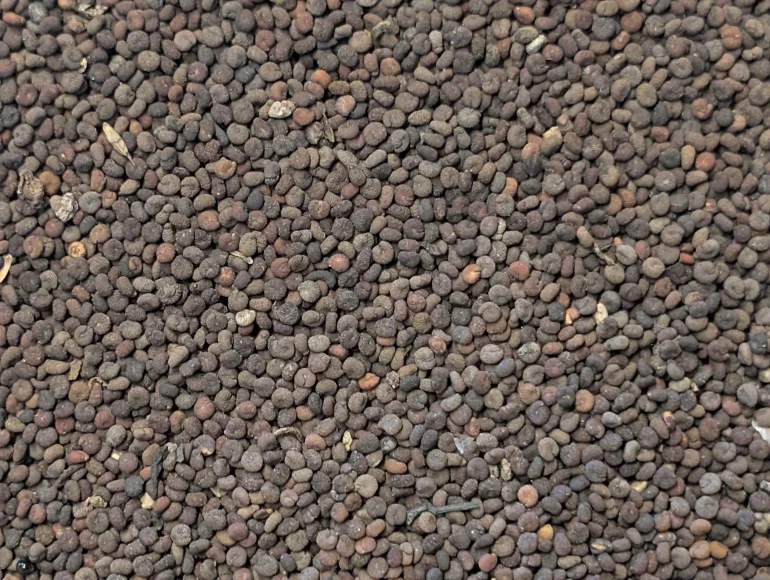 Jakhiya – Graines de câprier sauvage de l'Himalaya