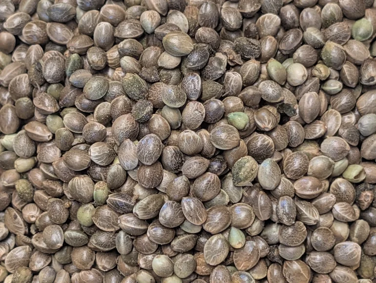 Graines de chanvre de l'Himalaya (bhang)