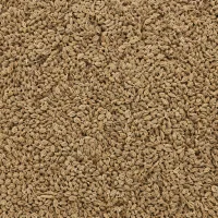 Graines d'ajwain du Rajasthan