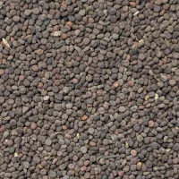 Jakhiya – Graines de câprier sauvage de l'Himalaya