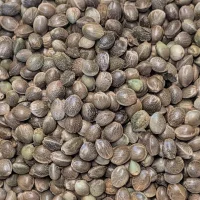 Graines de chanvre de l'Himalaya (bhang)