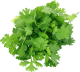 Feuille de coriandre