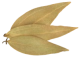 Feuille de laurier