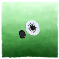 Fruit de kiwi