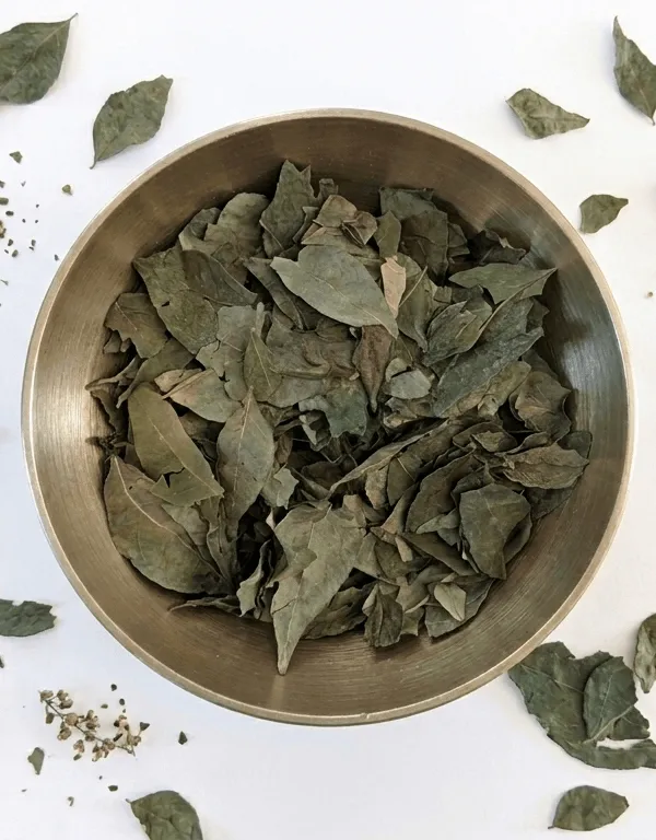 Foglie di curry essiccate dell'Uttarakhand