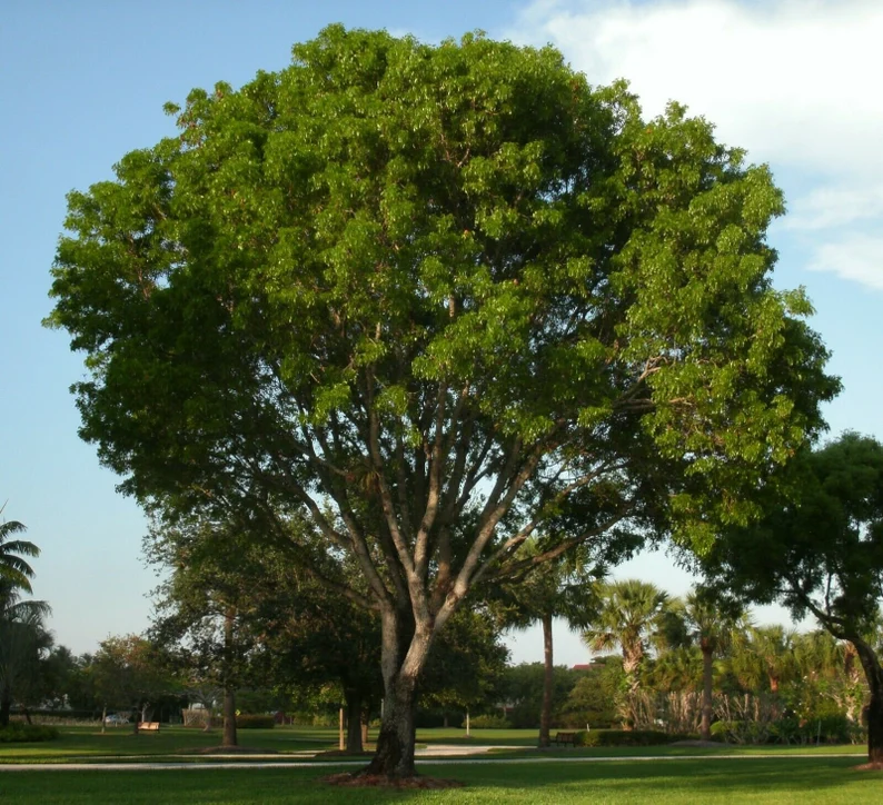 Albero di Dalbergia sissoo (Shisham) nel suo habitat naturale